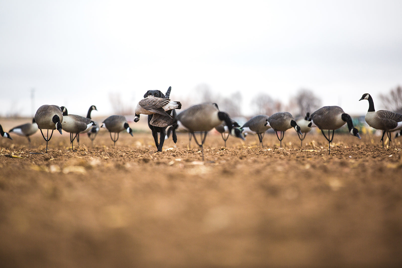 Goose Decoys – Tanglefree Shop