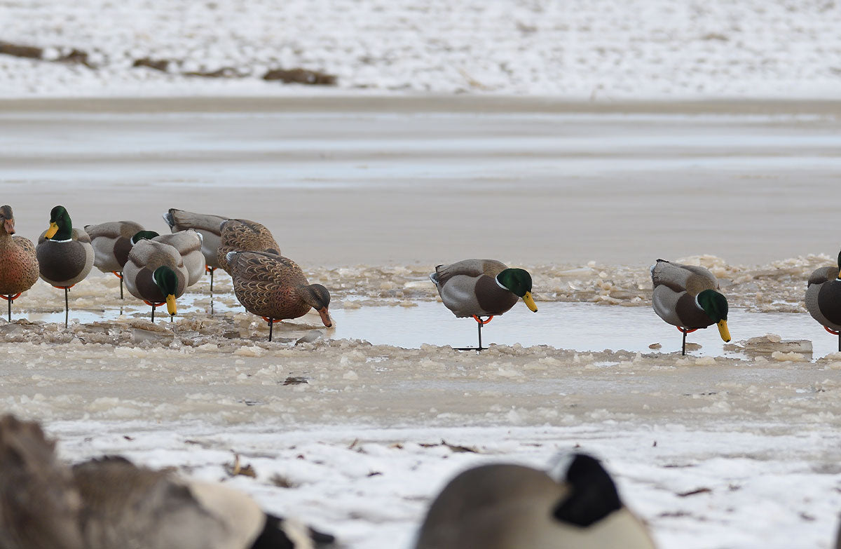 Flight Flocked Full Body Mallard 6 Pack