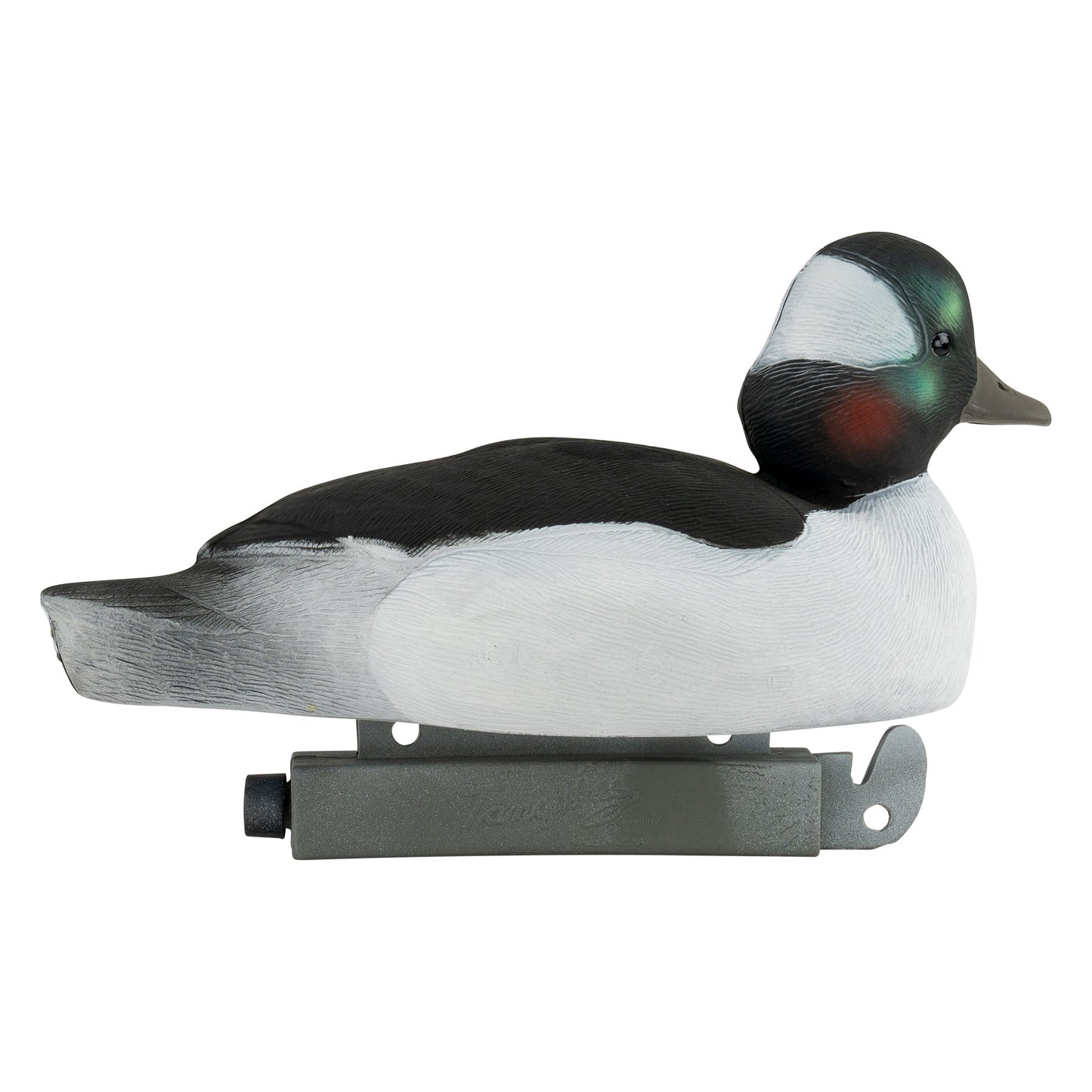 Migration Edition Bufflehead