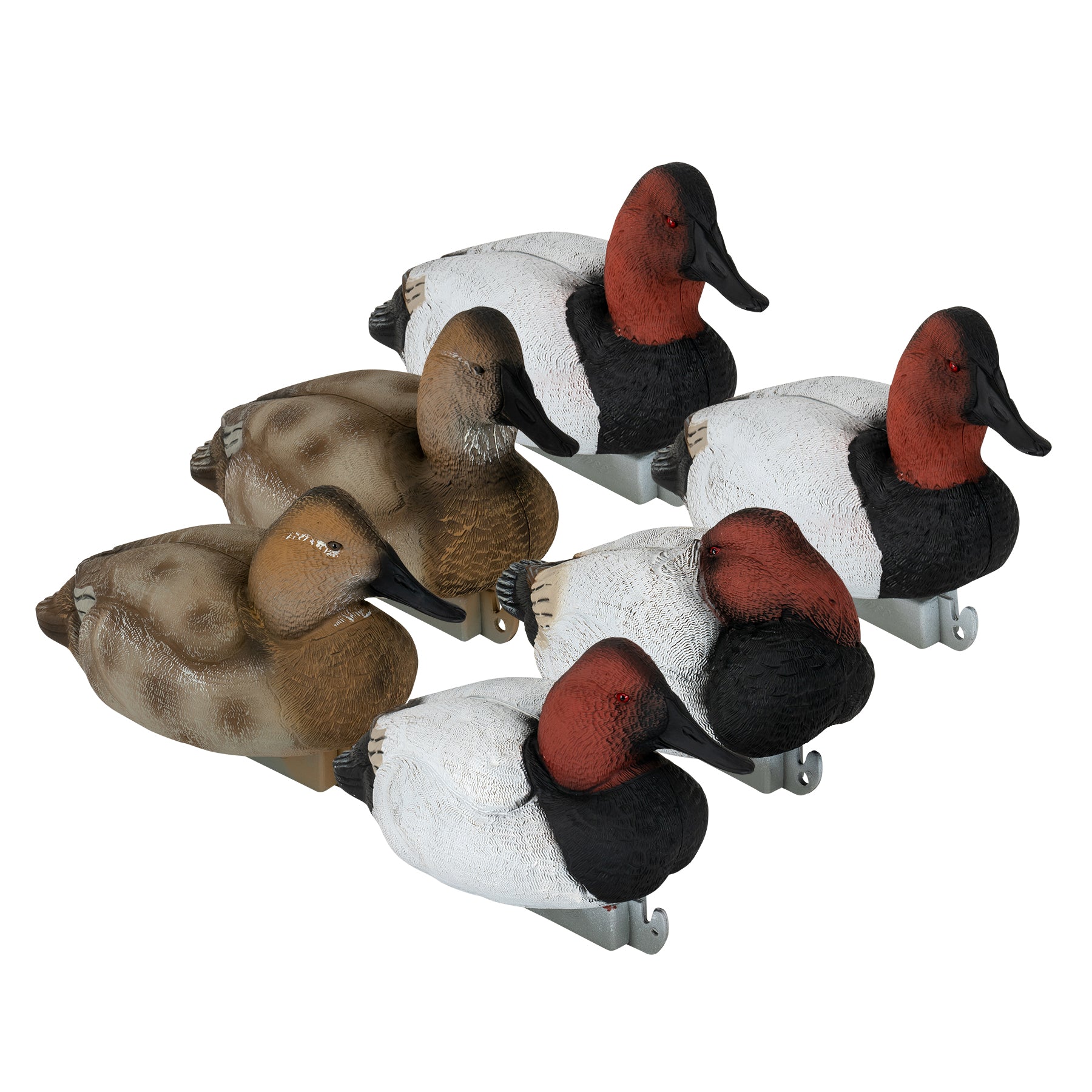 canvasback duck mounts