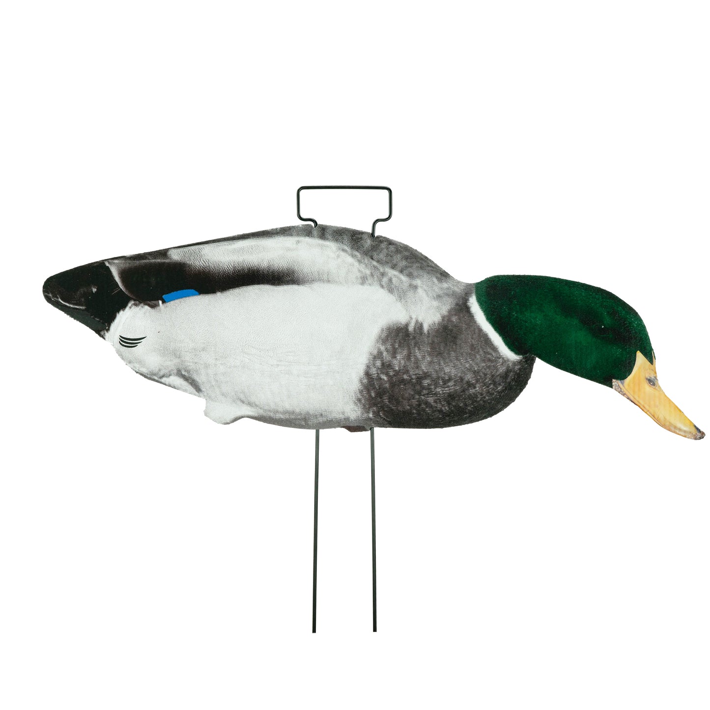 Mallard drake skinny decoy