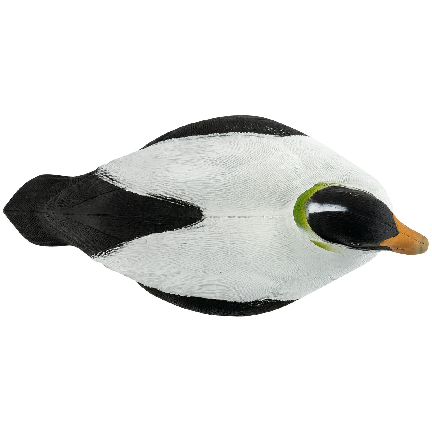 Migration Edition Eider