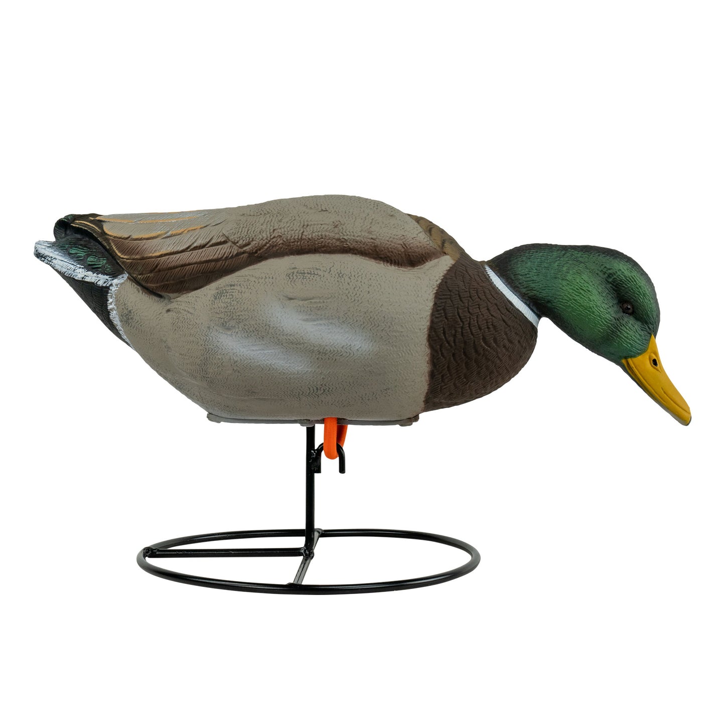 Mallard drake side angle