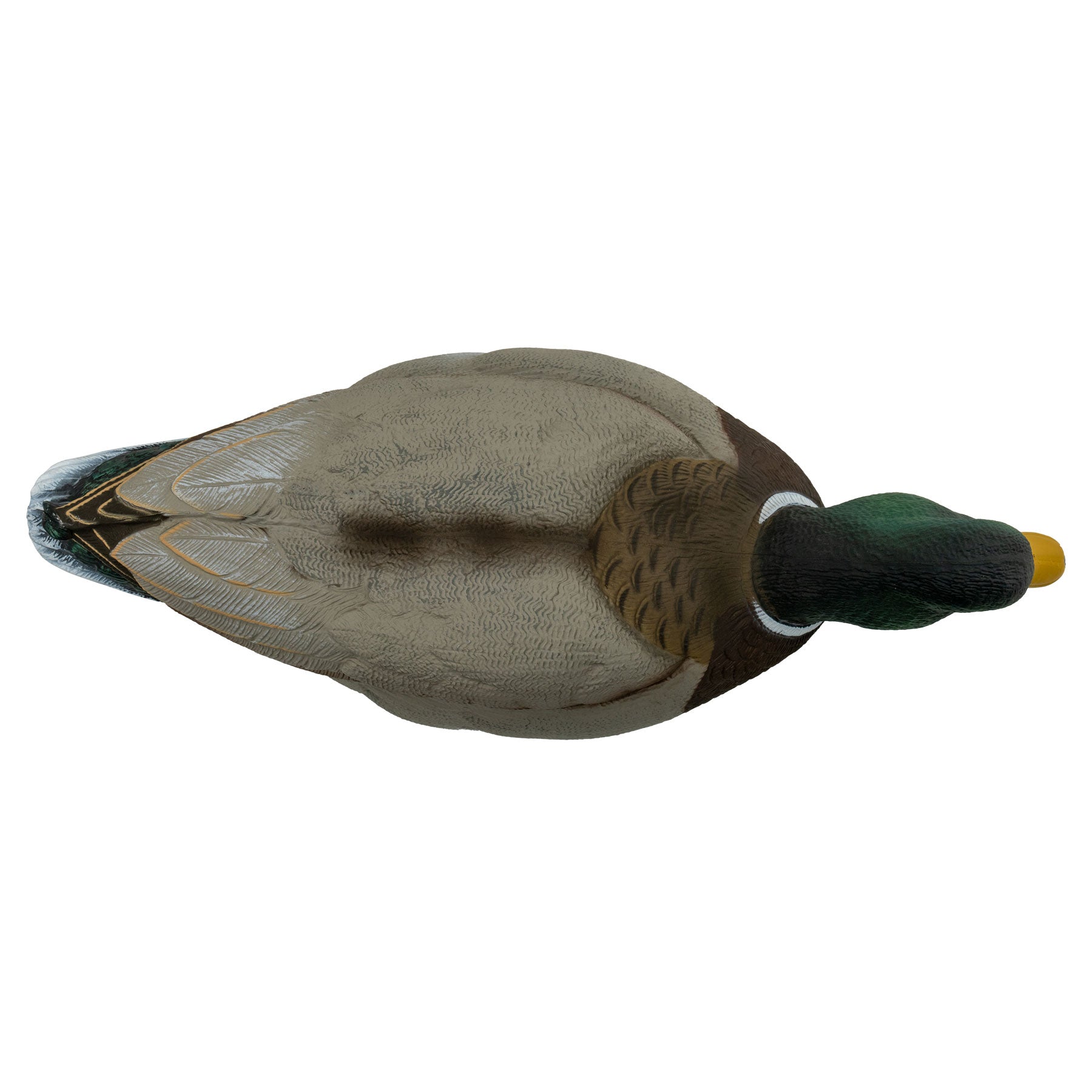 Mallard drake top down angle