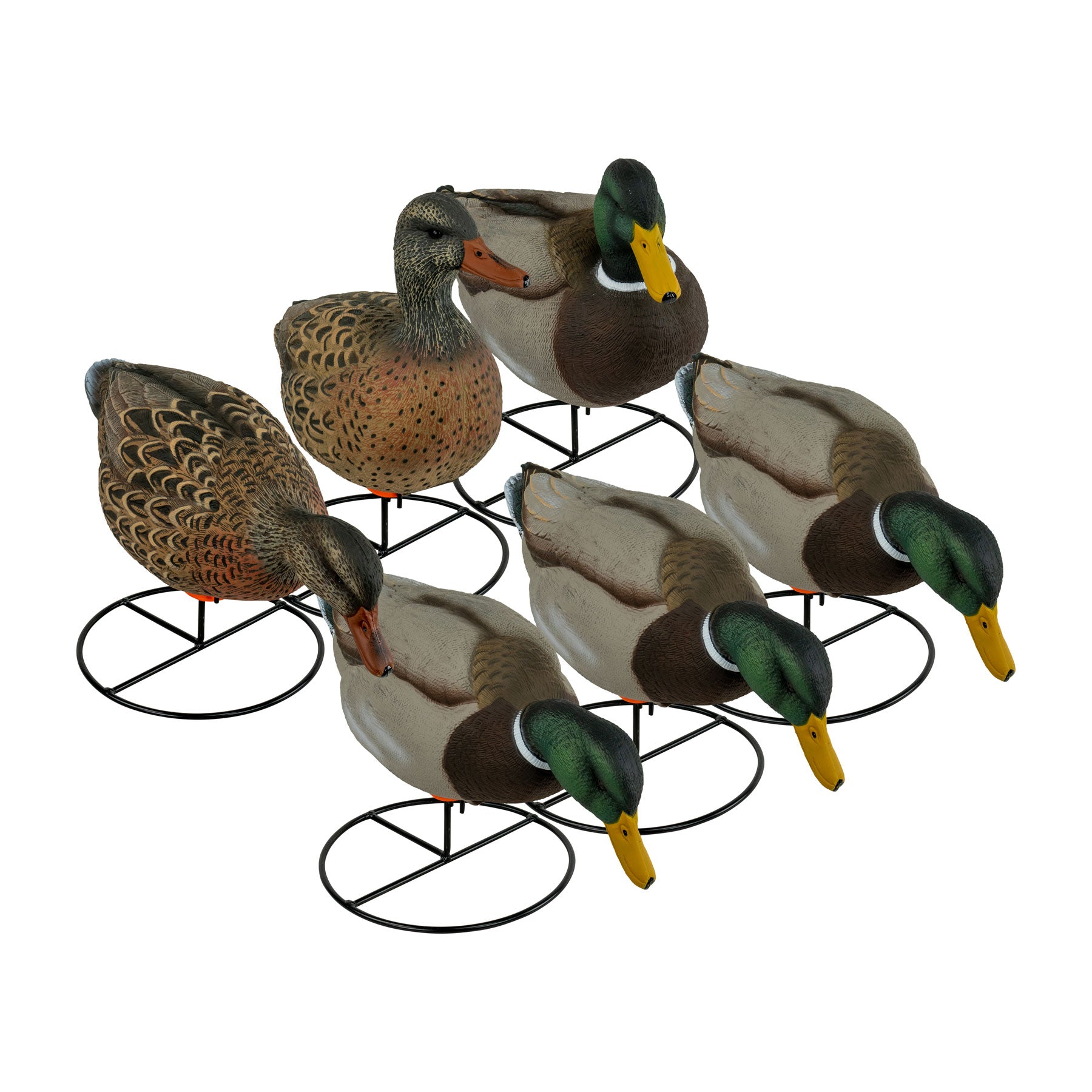 6 mallard decoys at a 3/4 angle