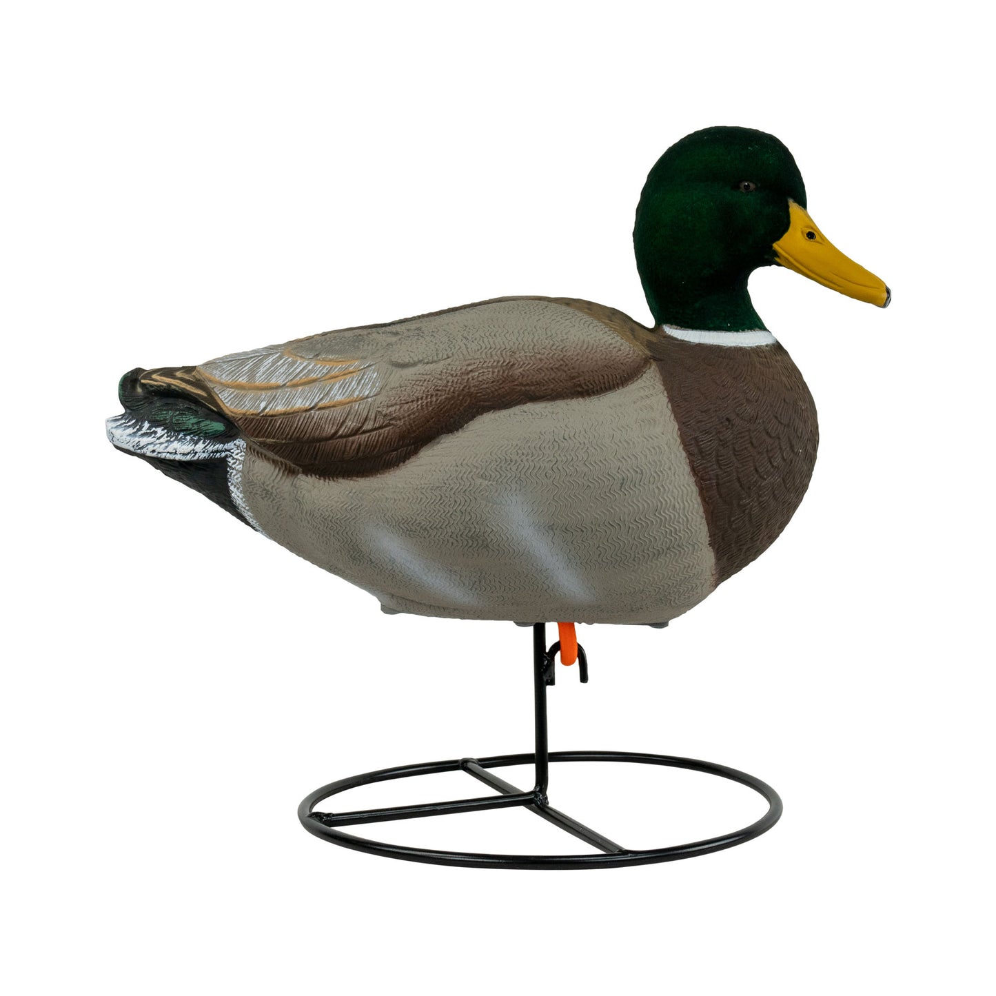 Mallard drake side angle