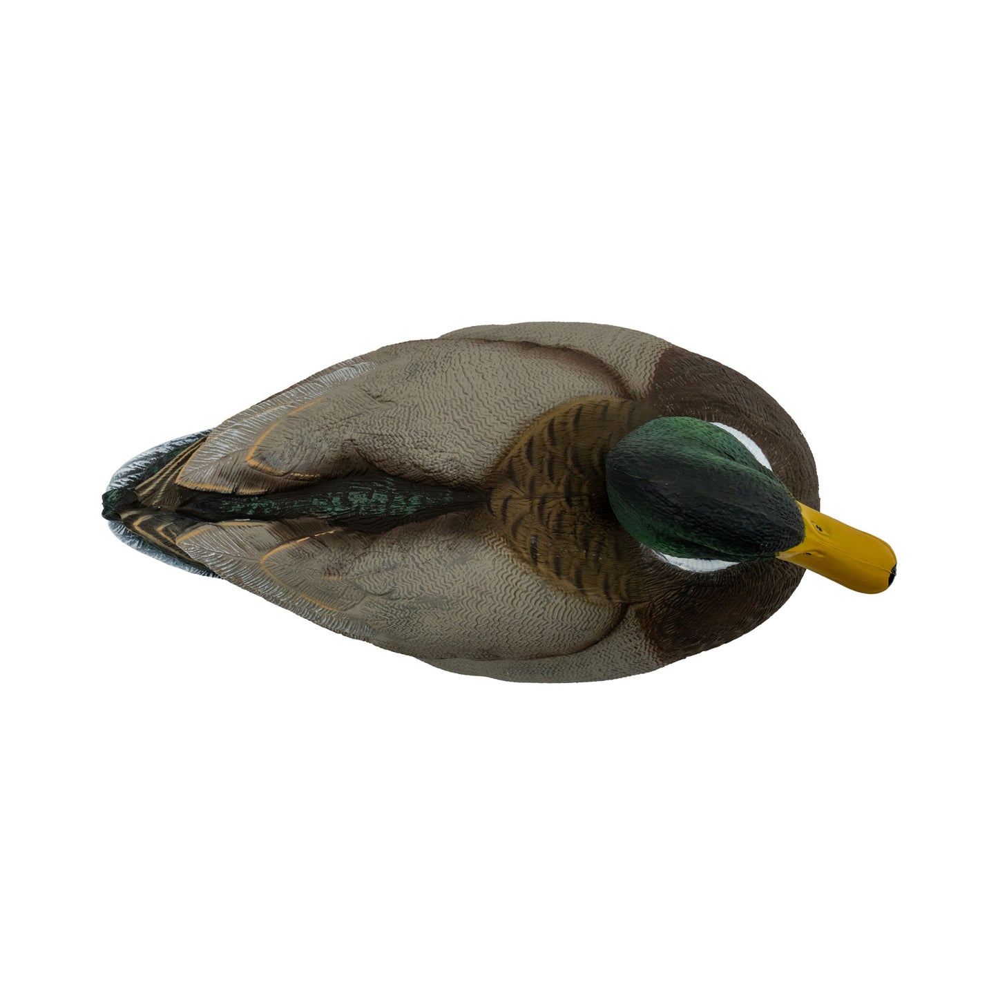 Mallard drake top down