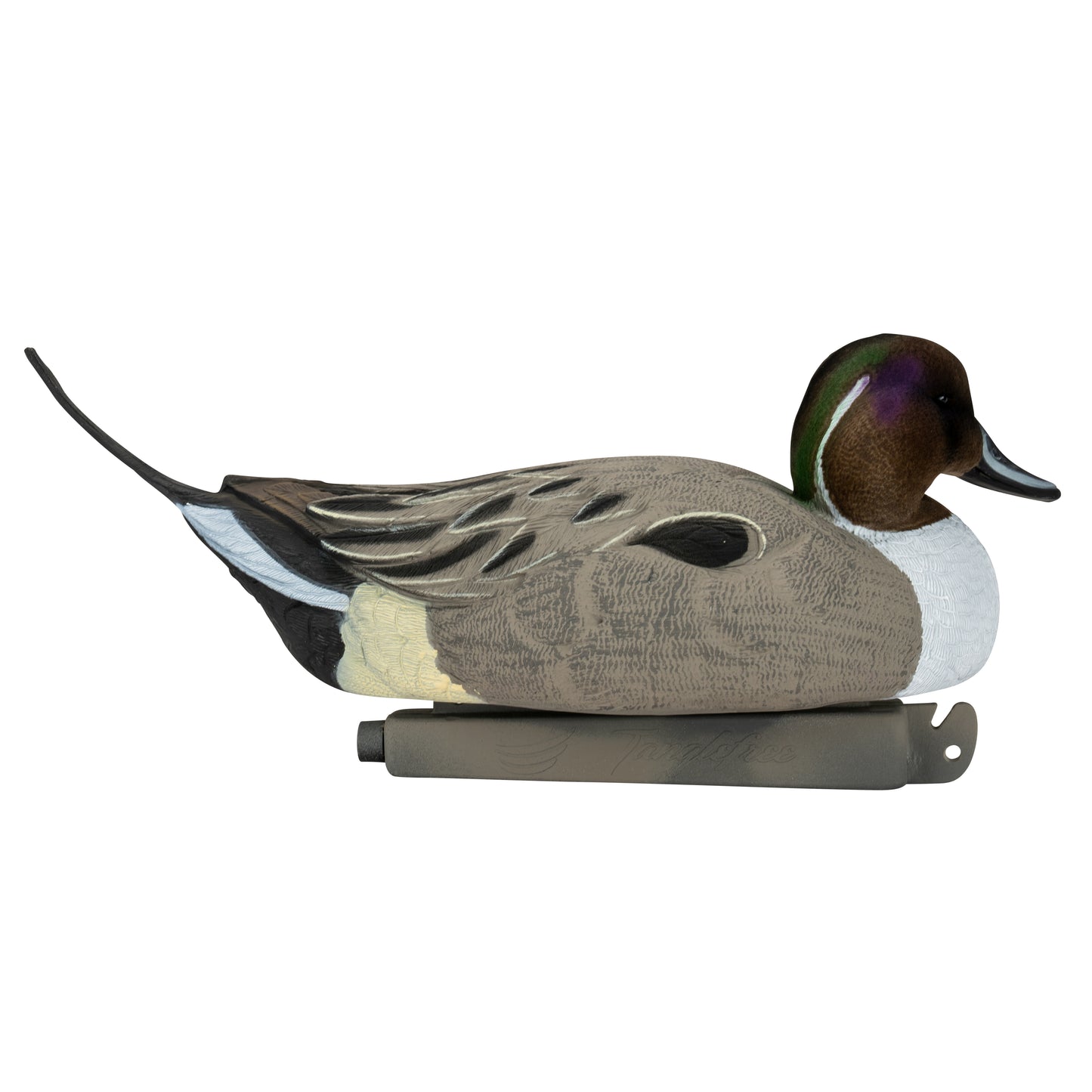 Flight Flocked Pintail