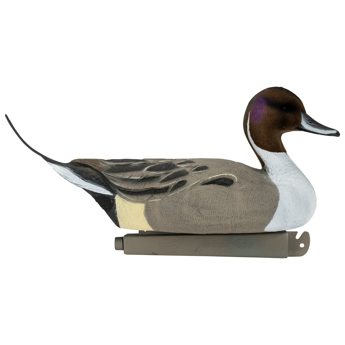 Flight Flocked Pintail