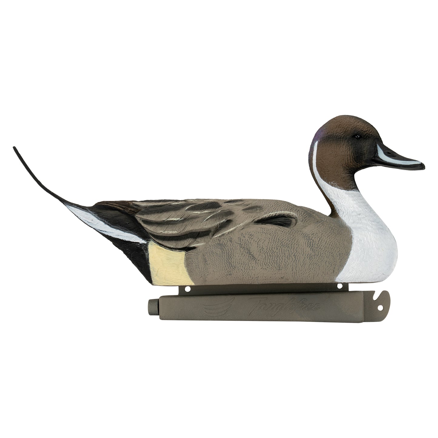 Flight Pintail