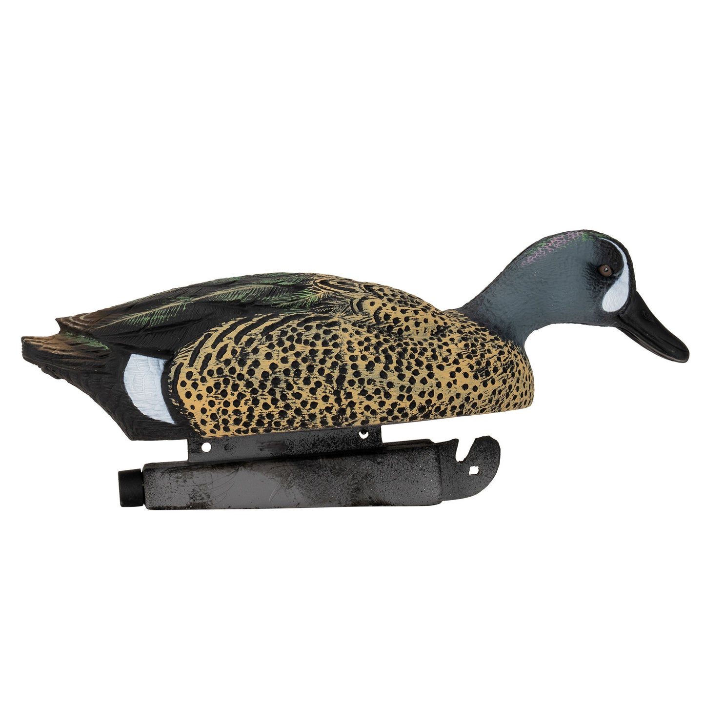 Flight Blue Wing Teal