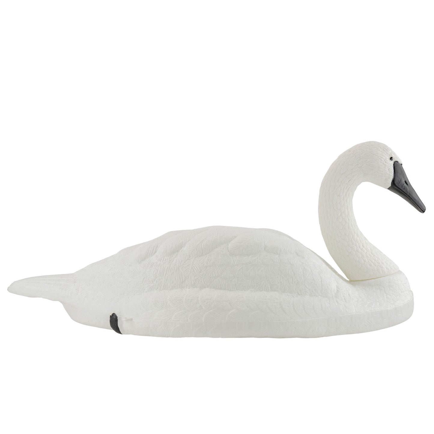 Swan