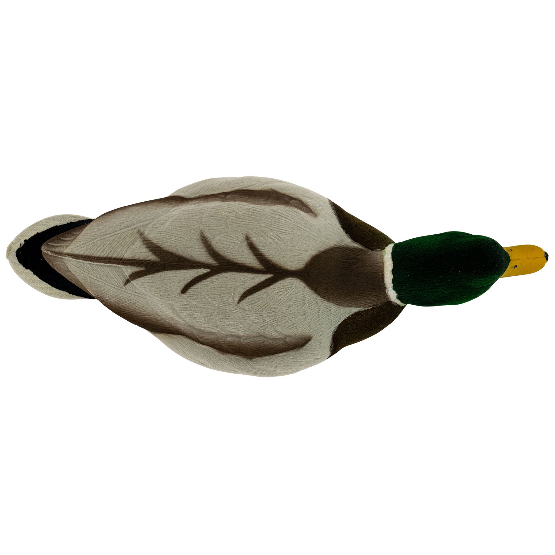 Mallard drake top down angle image