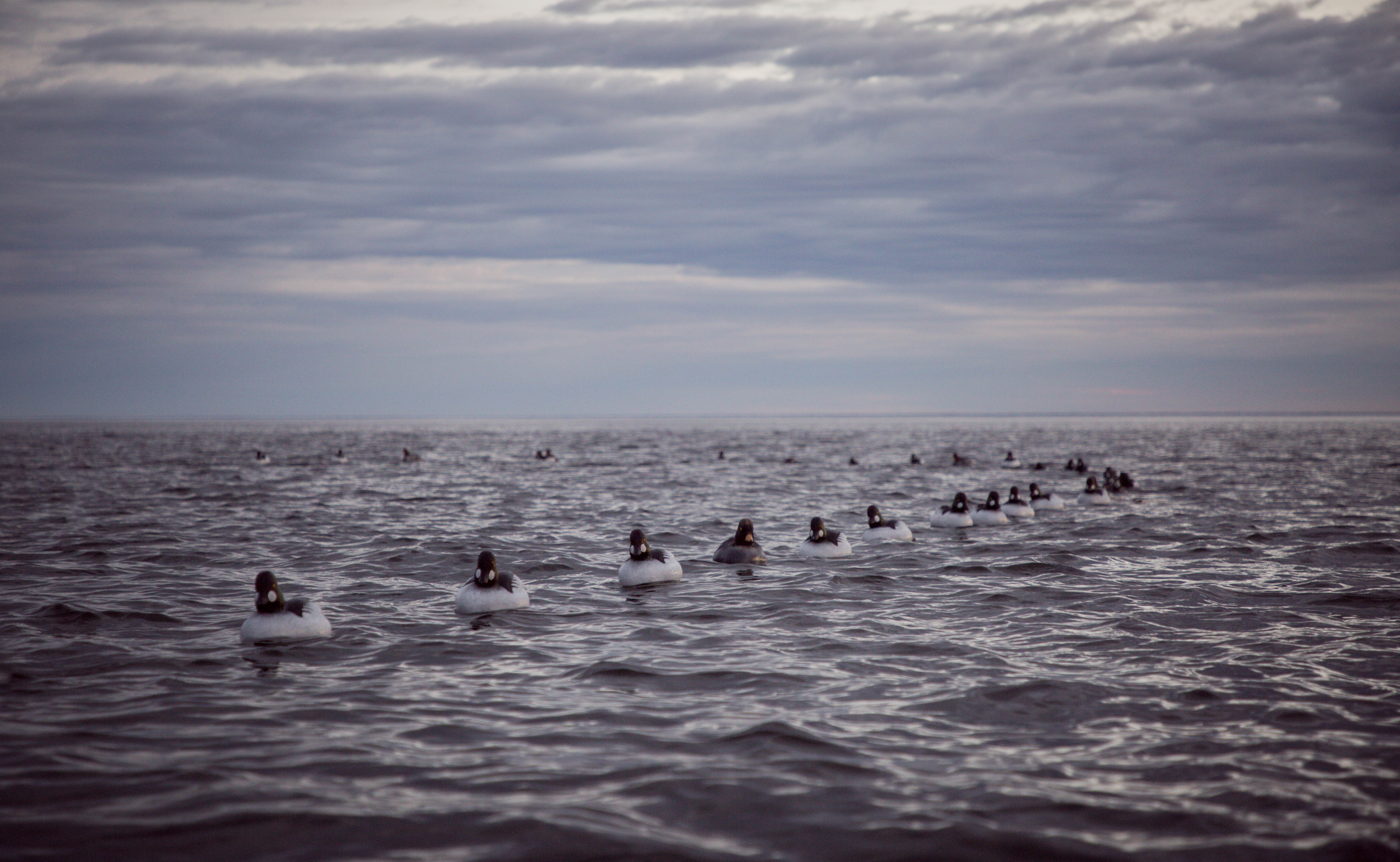 Migration Edition Ducks – tagged "species-mallard" – Tanglefree Shop