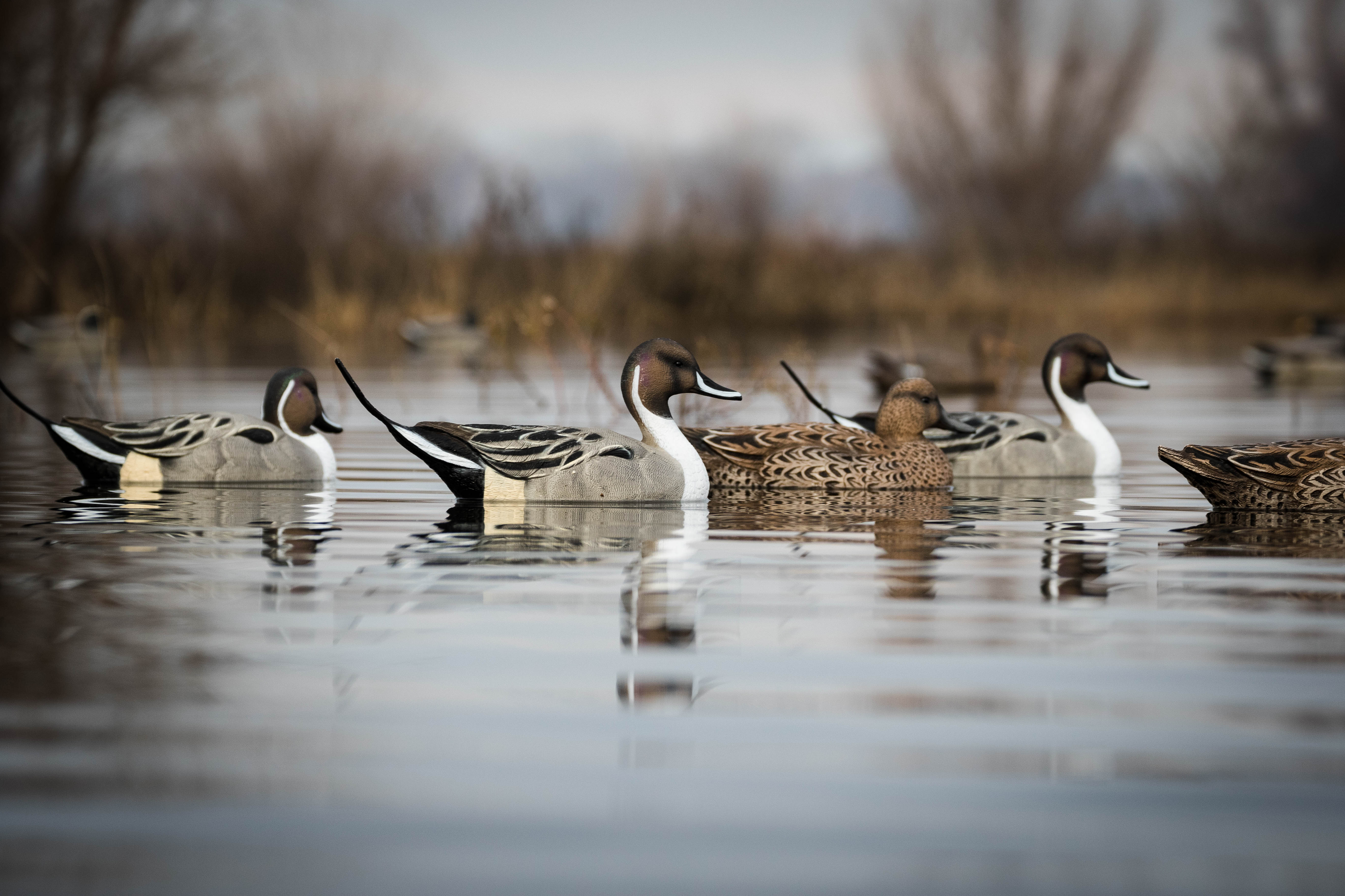 Duck Decoys – Tanglefree Shop