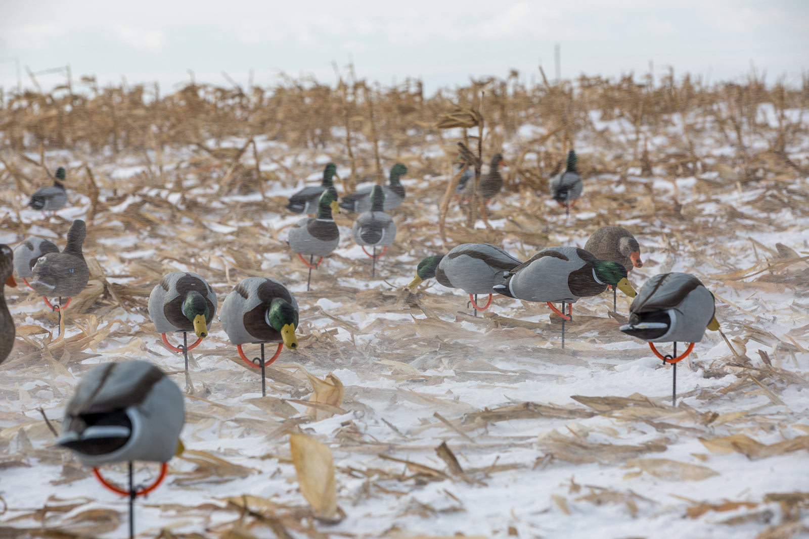 Full Body Duck Decoys – Tanglefree Shop