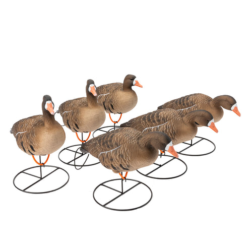 Flight Full Body Specklebelly Goose Decoys 6-Pack