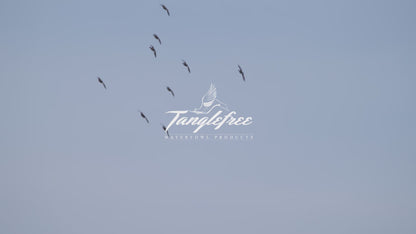 12 Slot Full Body Duck Decoy Bag - Dirt