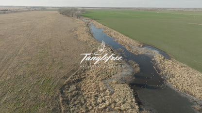 Pro Northern Shoveler (Spoonie)