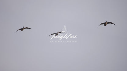 Six Slot Full Body Goose Bag with Nylon Top - Dirt