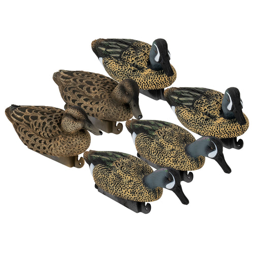 Flight Blue Wing Teal 6-Pack