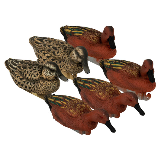 Flight Cinnamon Teal 6-Pack