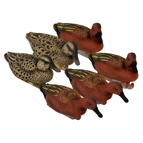 Flight Cinnamon Teal 6-Pack