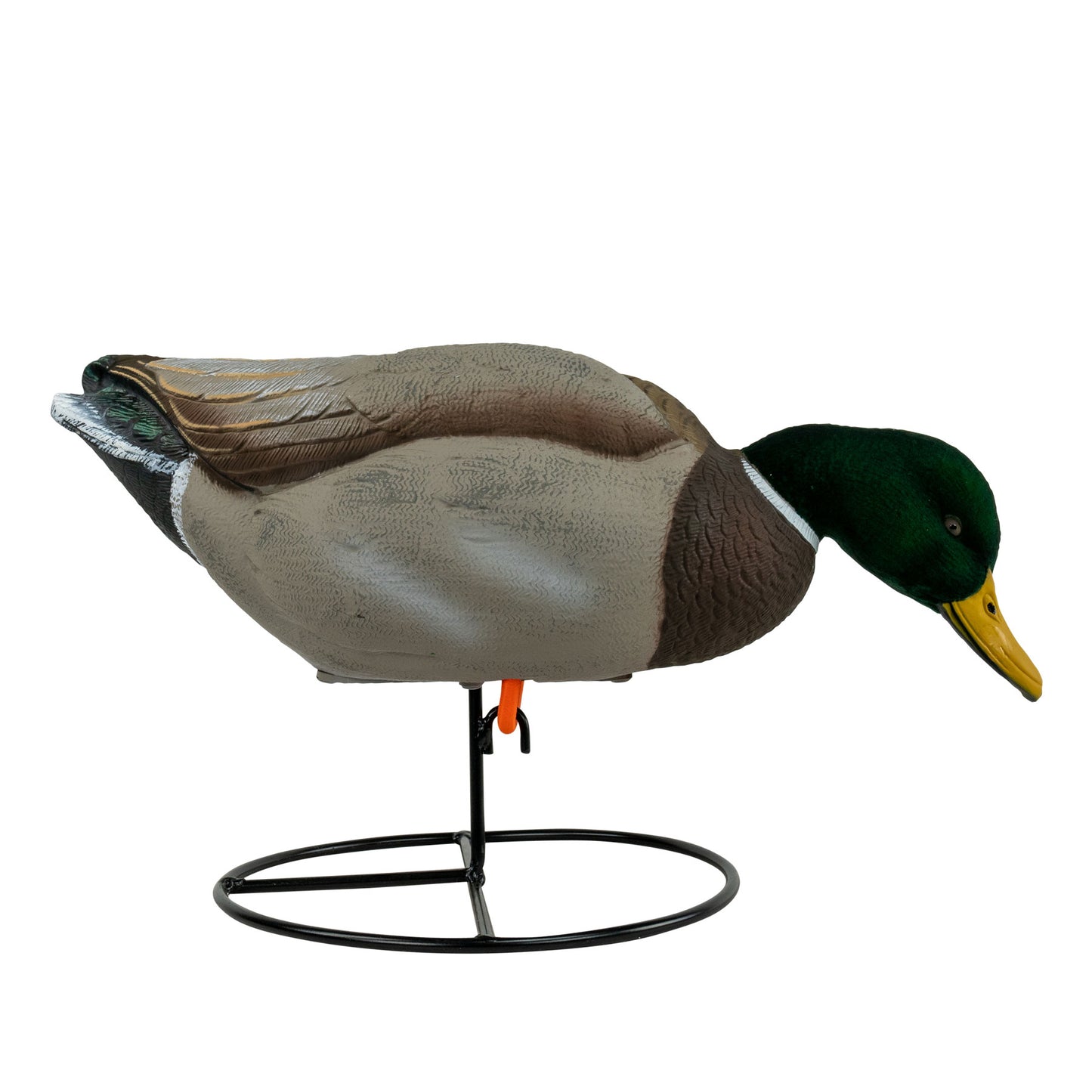 Mallard drake side angle