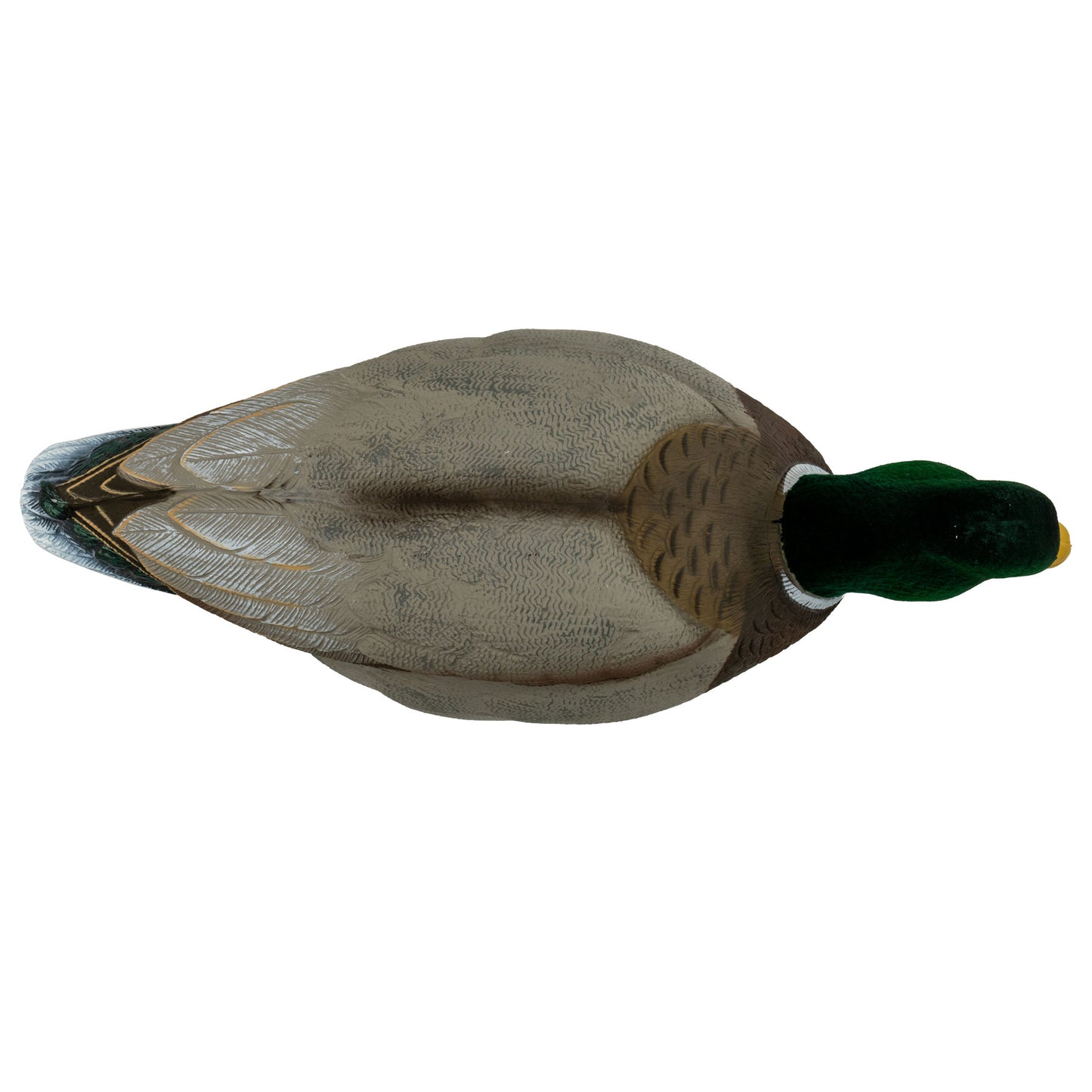 Mallard drake top down