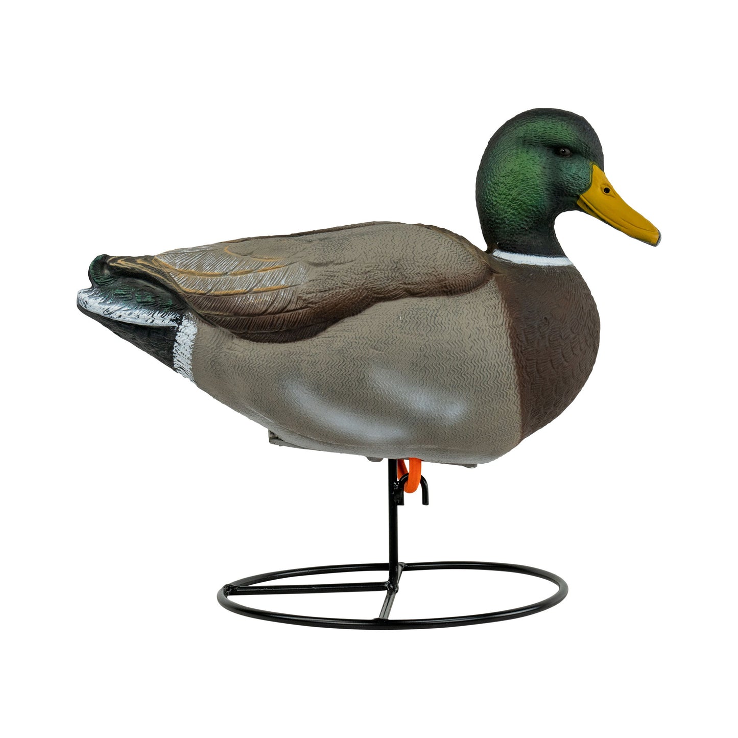 Mallard drake side angle