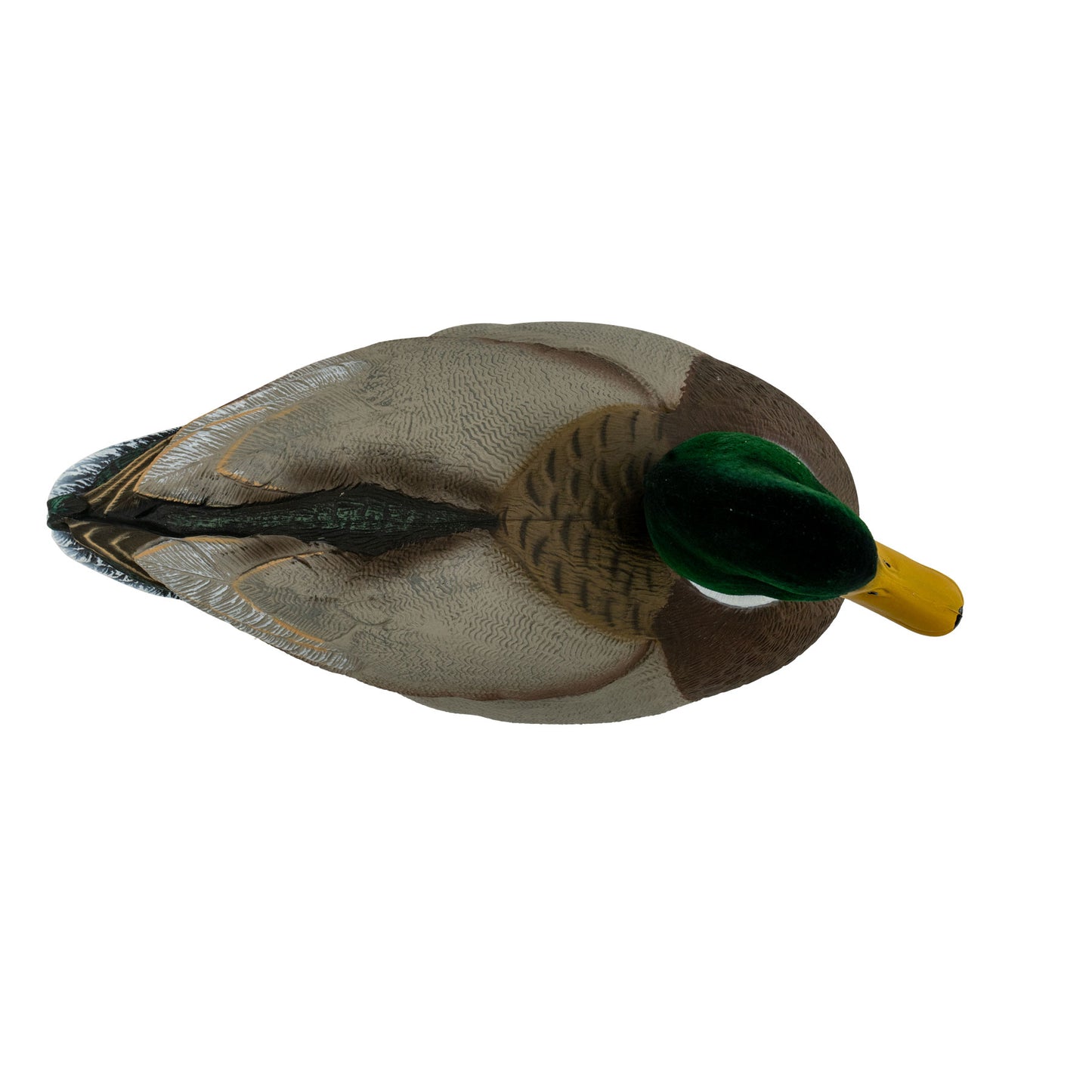 Mallard drake top down