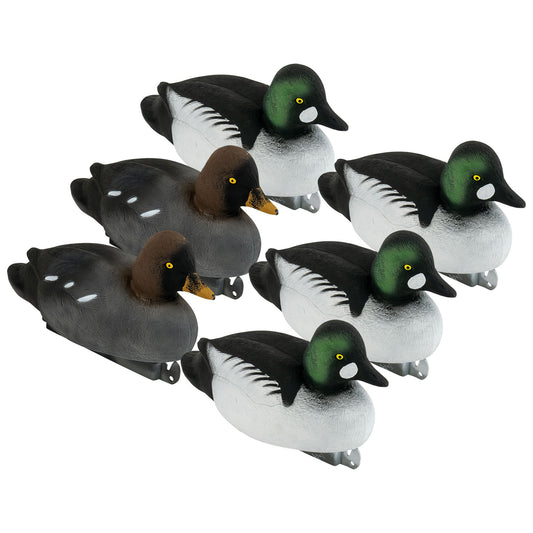 Migration Golden Eye 6-Pack