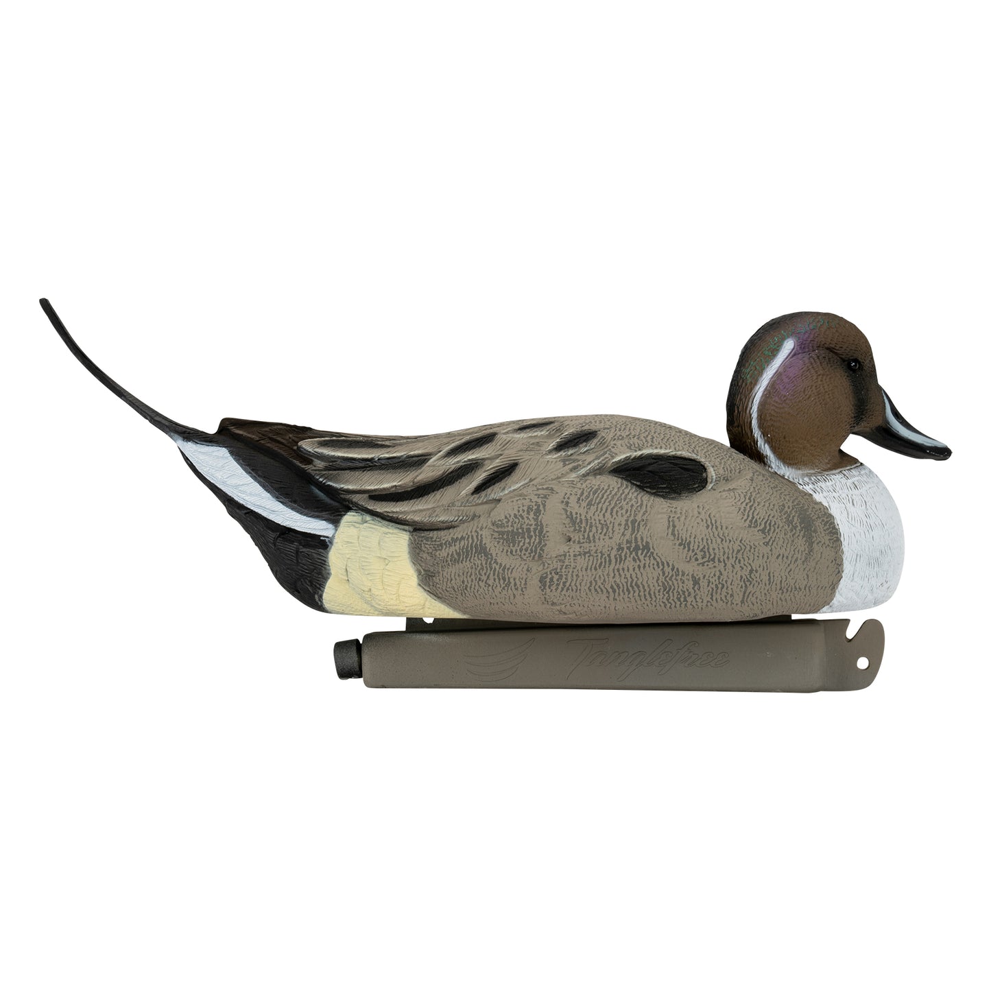 Flight Pintail