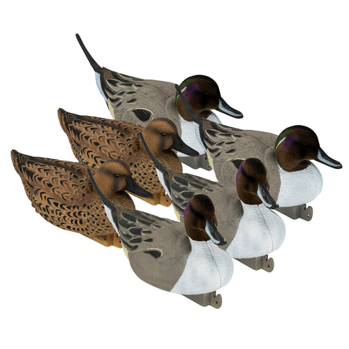 Flight Flocked Pintail 6-Pack