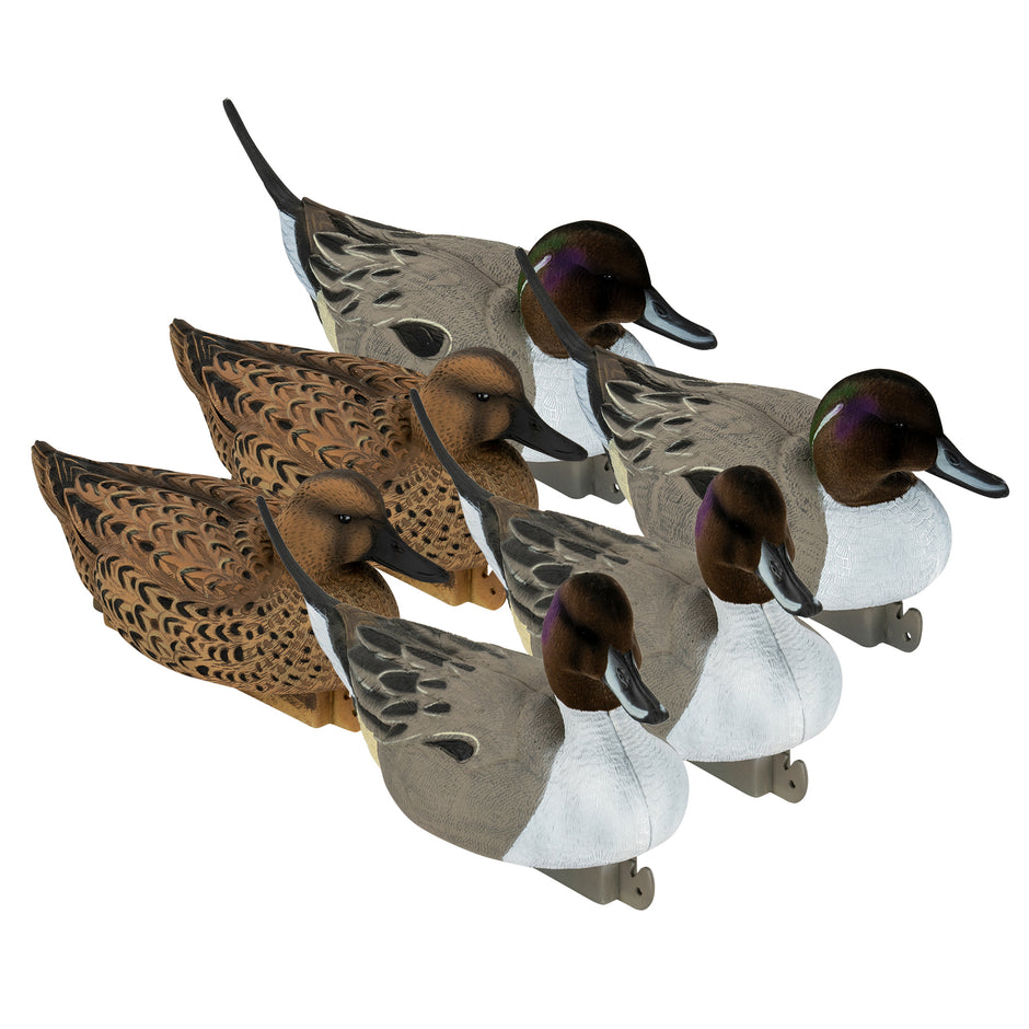 Pintail – Tanglefree Shop