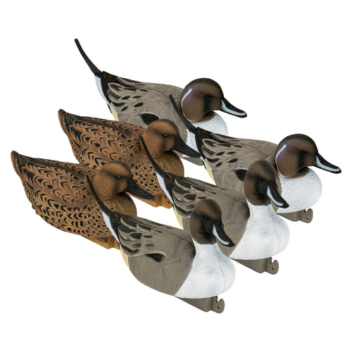 Flight Pintail 6-Pack