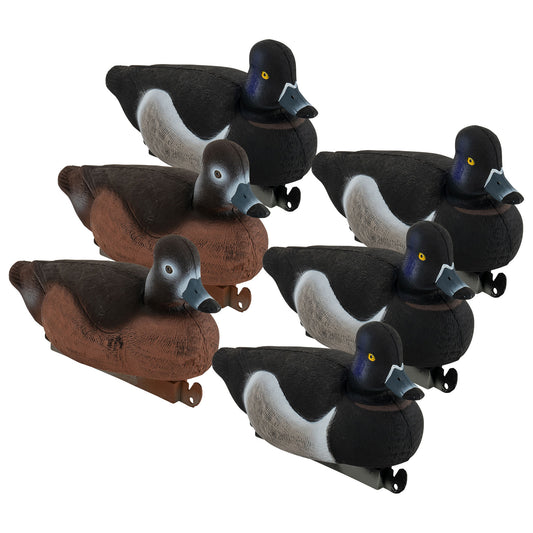 Migration Ringneck 6-Pack