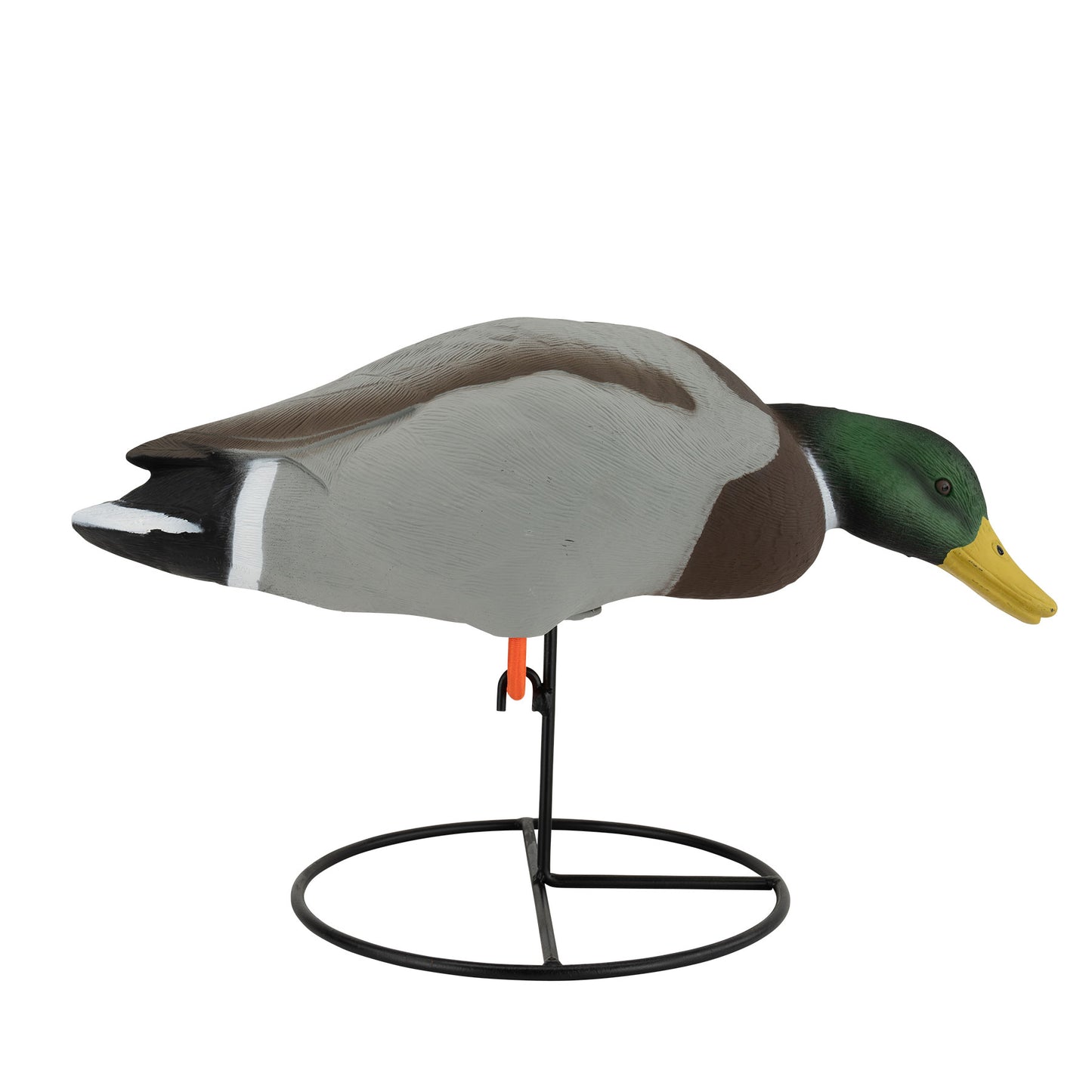 Mallard drake side angle