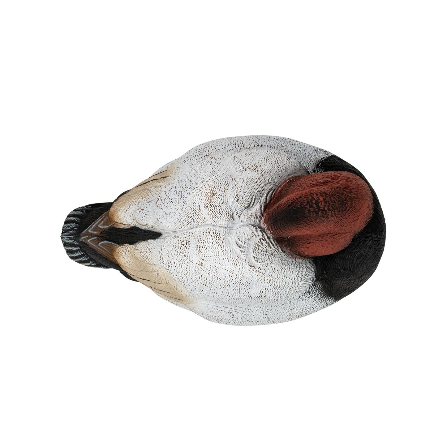 Flight Canvasback