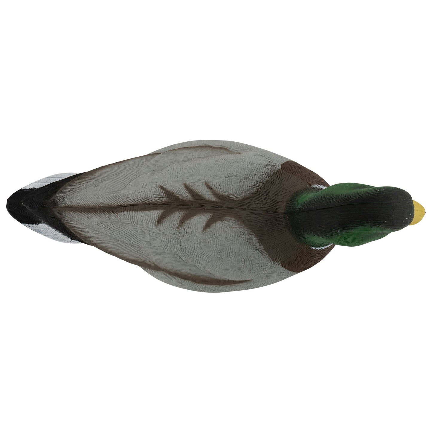 Mallard drake top down angle